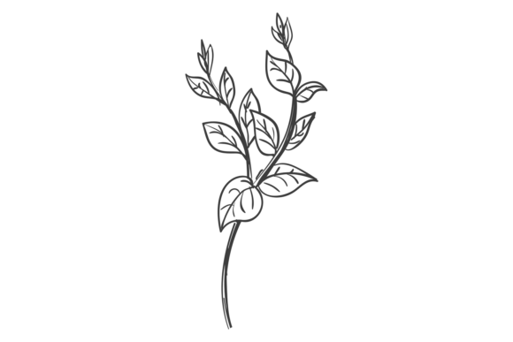 Botanical Element. Natural Decorative Sk
